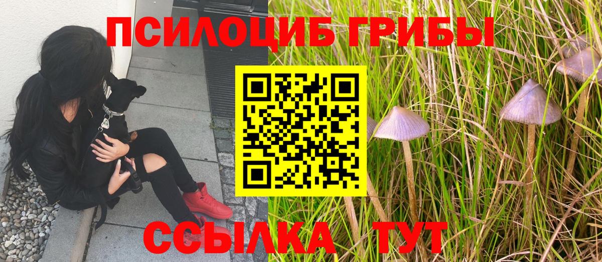 Галлюциногенные грибы Psilocybine cubensis Гусь-Хрустальный